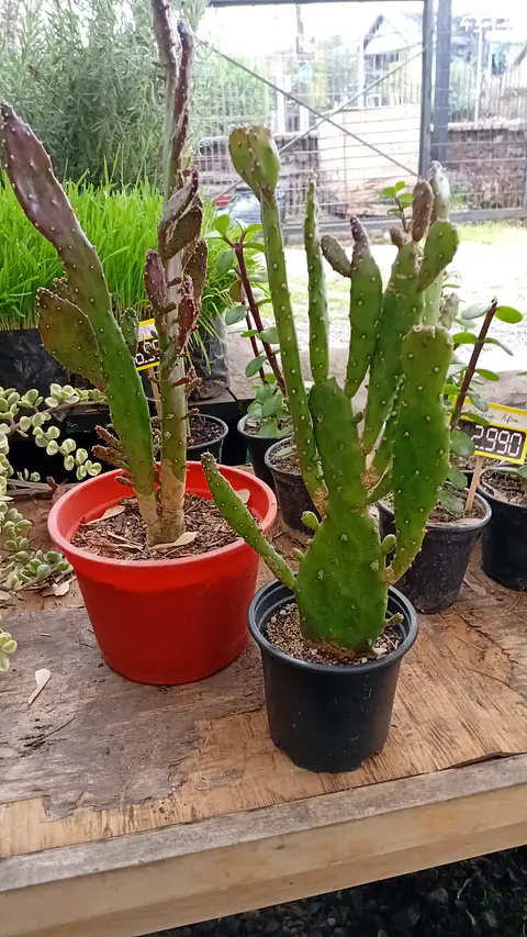 PLANTAS RV - CACTUS OPUNTIA VARIEGADO 