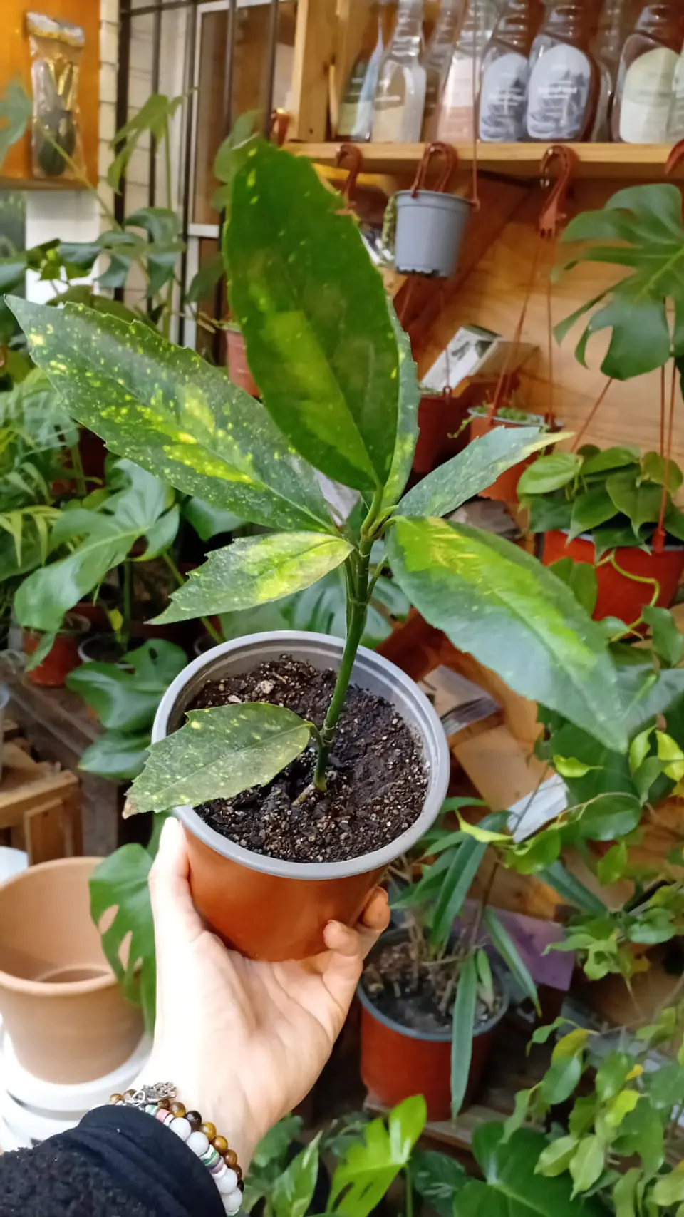 PLANATAS RV - AUCUBA TAMAÑO S  1