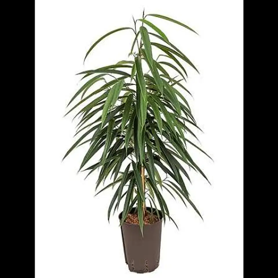 Plantas RV - Ficus Alii Tamaño L  1