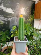 PLANTAS RV - CACTUS SAN PEDRO  INJERTO  - thumbnail 1