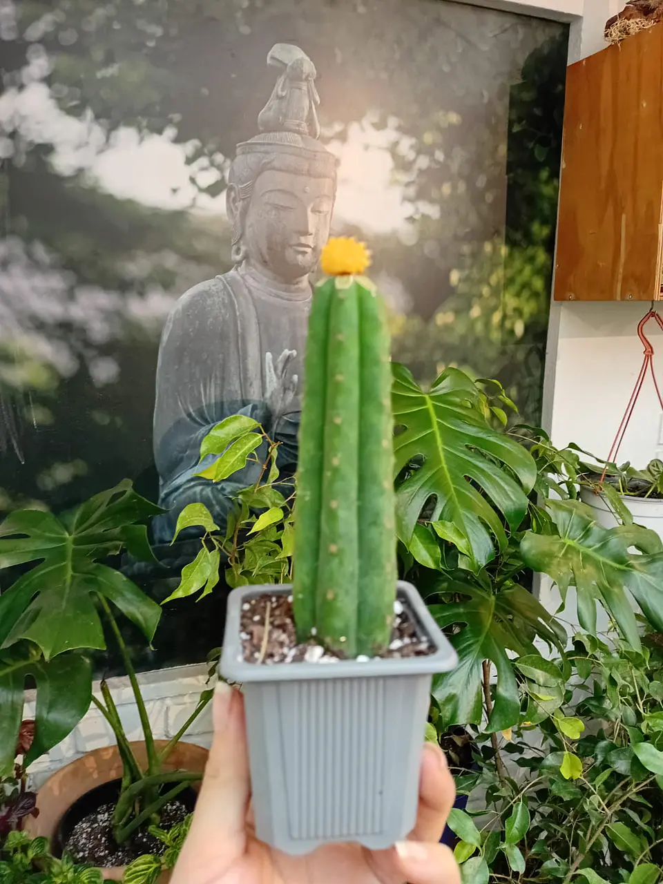 PLANTAS RV - CACTUS SAN PEDRO  INJERTO  1