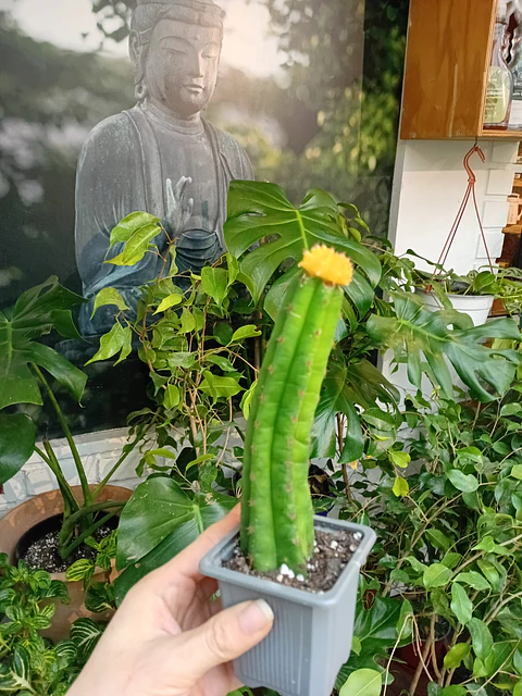 PLANTAS RV - CACTUS SAN PEDRO  INJERTO 