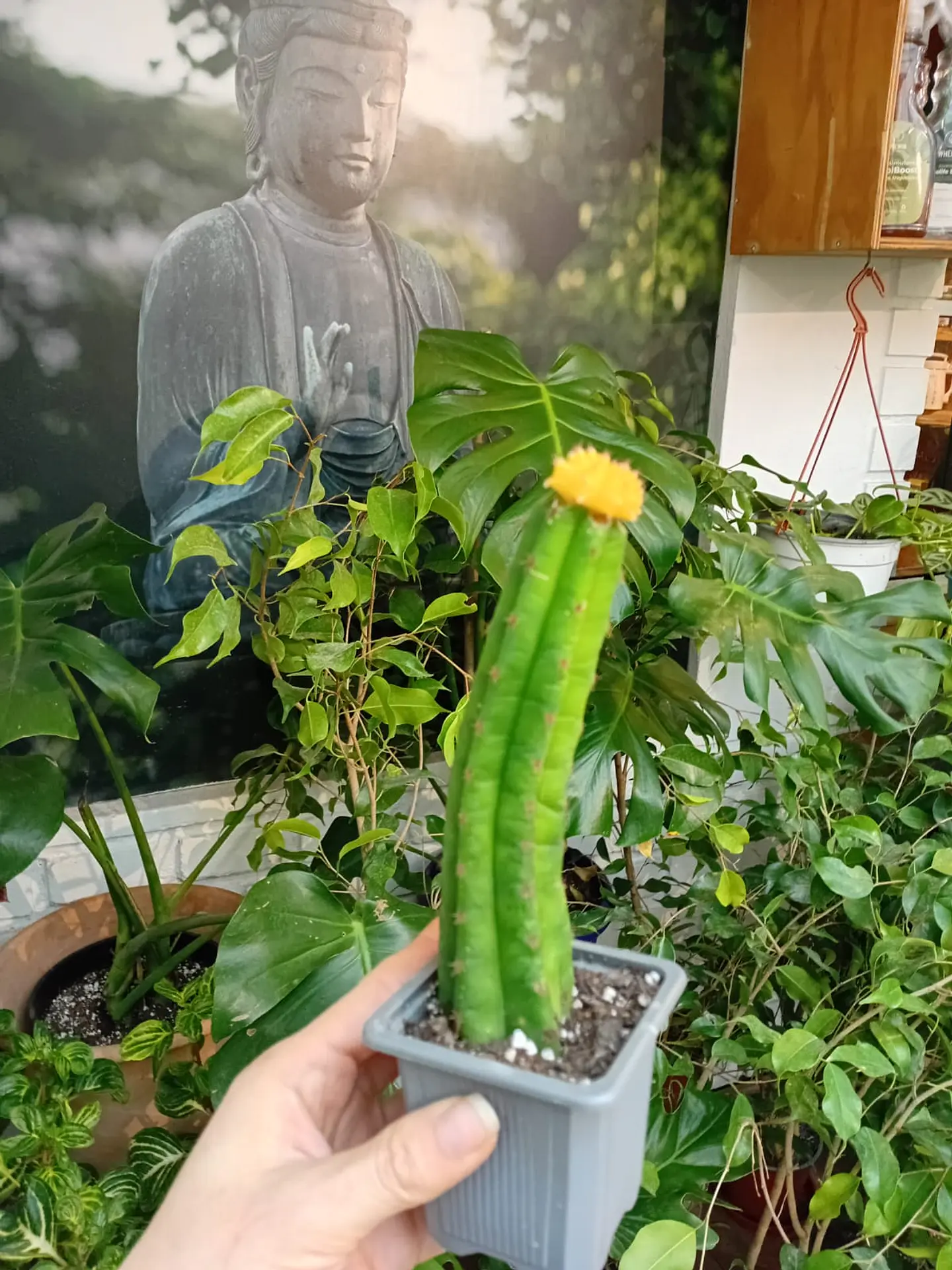 PLANTAS RV - CACTUS SAN PEDRO  INJERTO  2