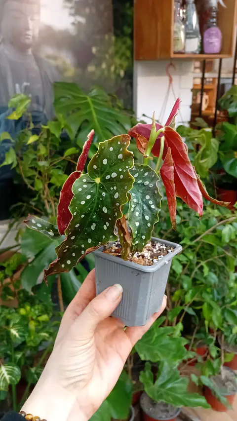 Plantas RV - Begonia Maculata tamaño M 
