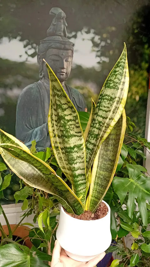 PLANTAS RV - SANSEVIERIA LAURENTII TAMAÑO M + MACETA TAMAÑO S 