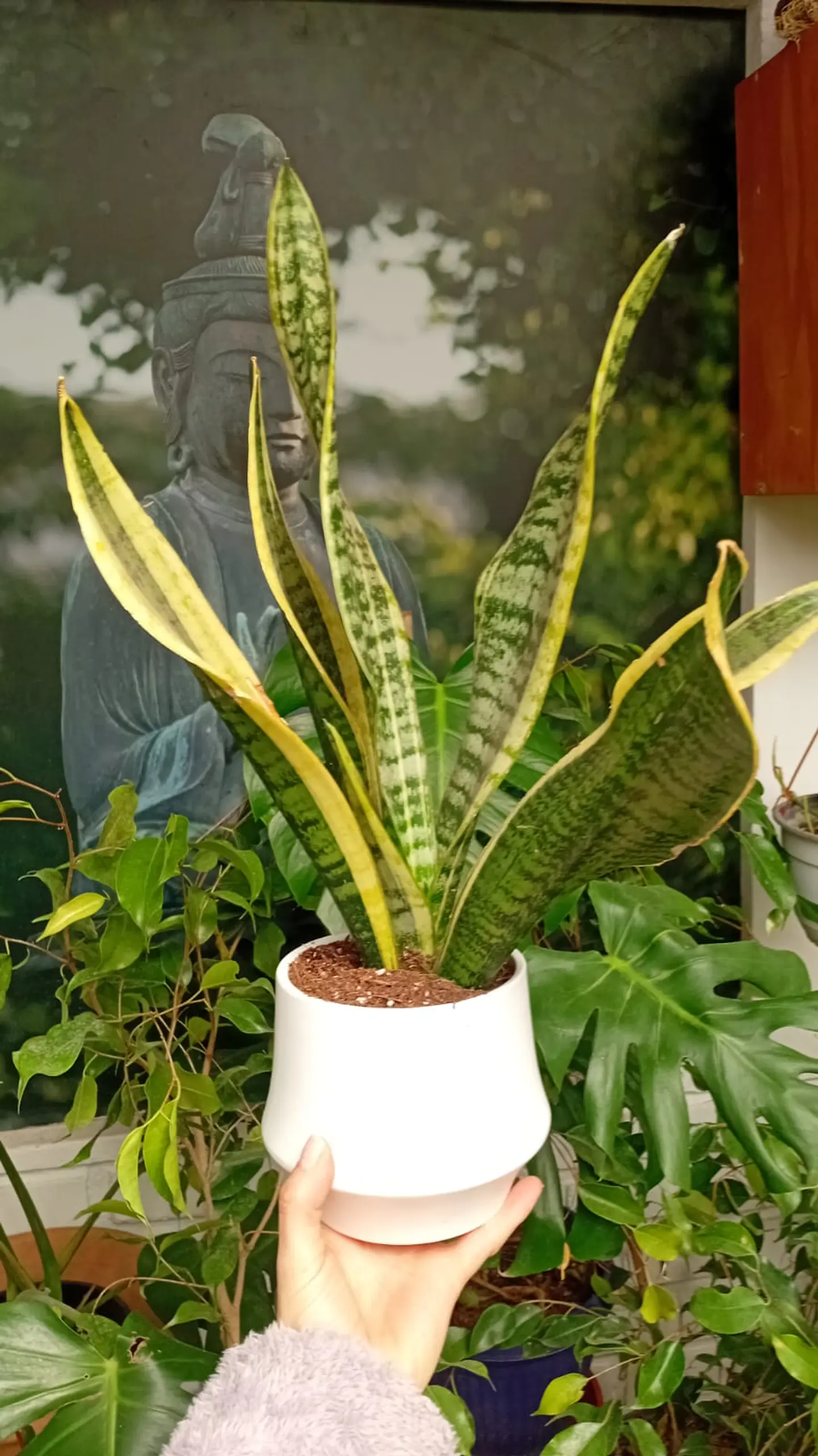 PLANTAS RV - SANSEVIERIA LAURENTII TAMAÑO M + MACETA TAMAÑO S  2