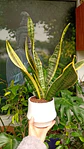 PLANTAS RV - SANSEVIERIA LAURENTII TAMAÑO M + MACETA TAMAÑO S  - Miniatura 2
