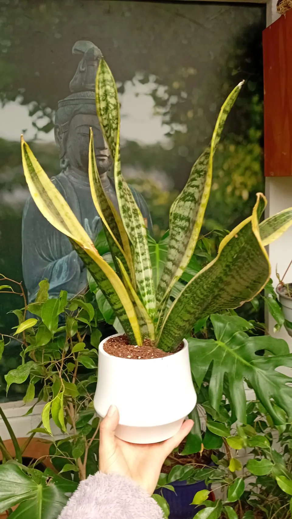 PLANTAS RV - SANSEVIERIA LAURENTII TAMAÑO M + MACETA TAMAÑO S  2
