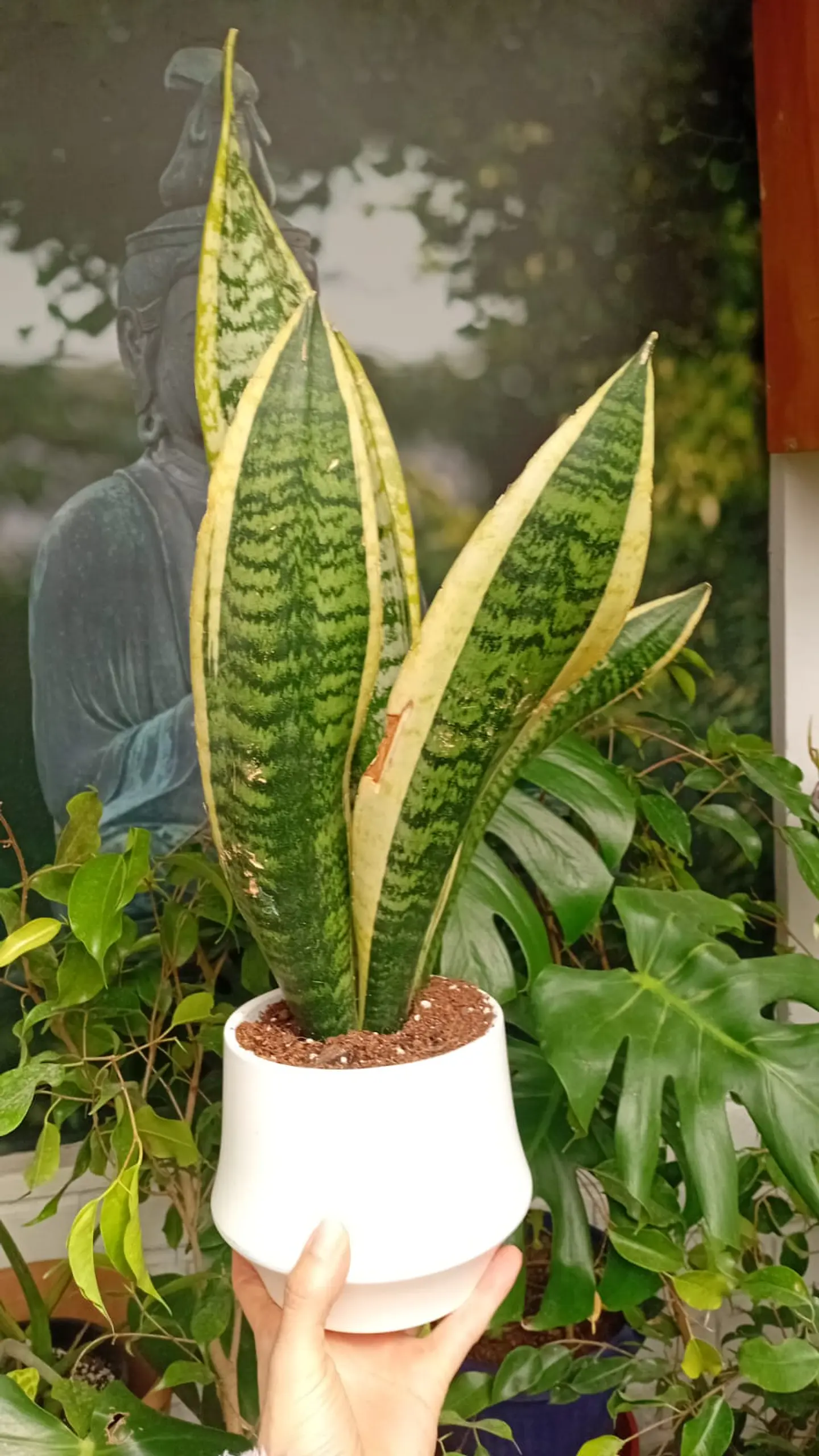 PLANTAS RV - SANSEVIERIA LAURENTII TAMAÑO M + MACETA TAMAÑO S  3