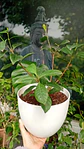 PLANTAS RV - JAZMIN DEL CABO + MACETERO REDONDO 20 CM  - thumbnail 1