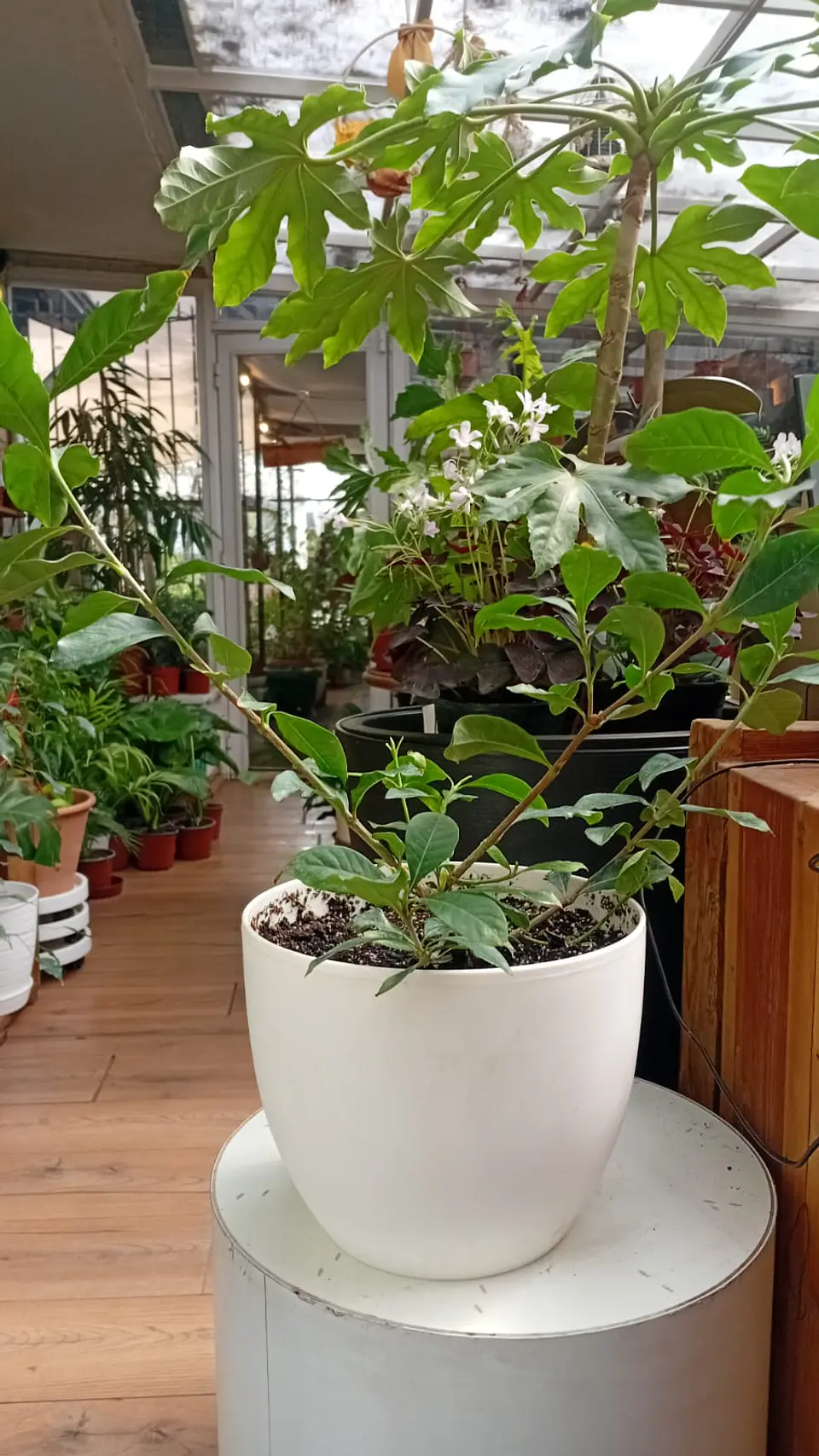 PLANTAS RV - JAZMIN DEL CABO + MACETERO REDONDO 20 CM  2