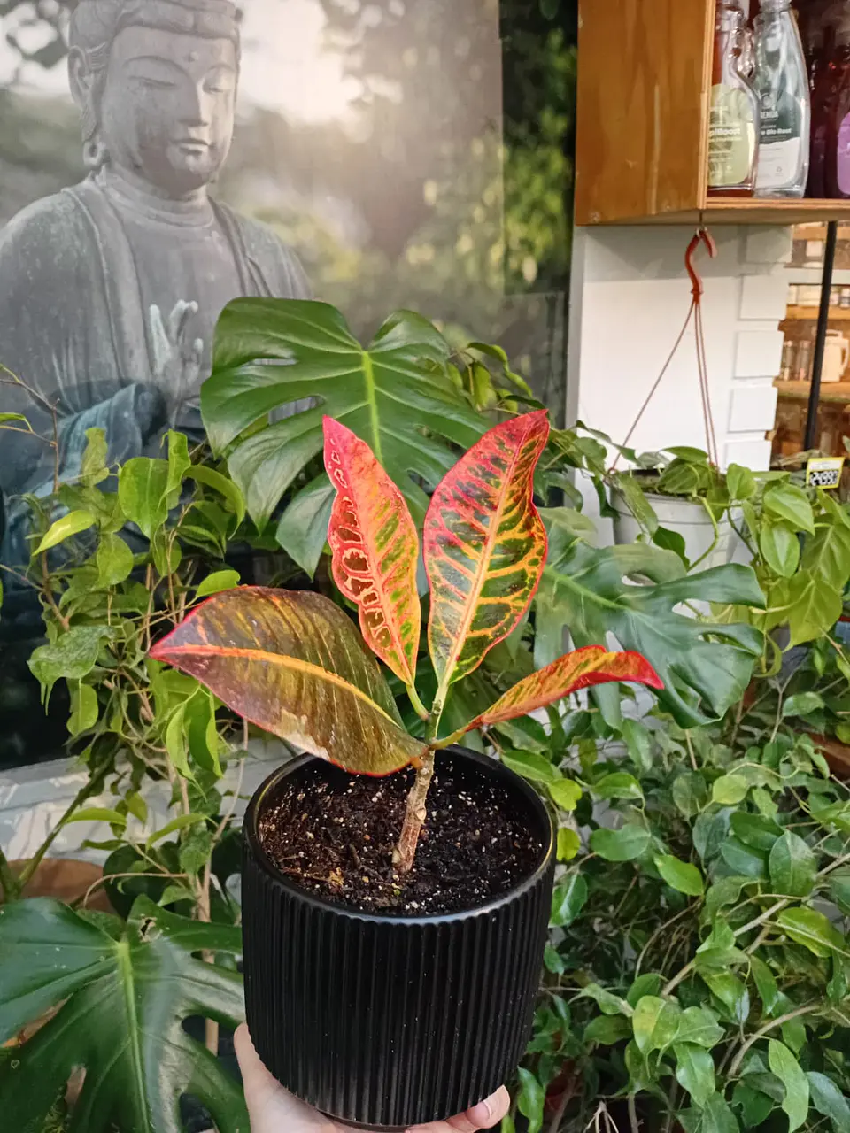 PLANTAS RV - COLEO TAMAÑO M + MACETA CERAMICA TAMAÑO S  1