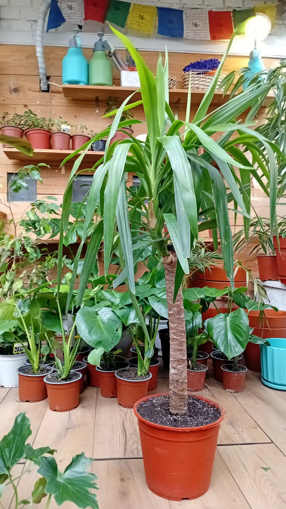 PLANTAS RV -  Yucca XL  1