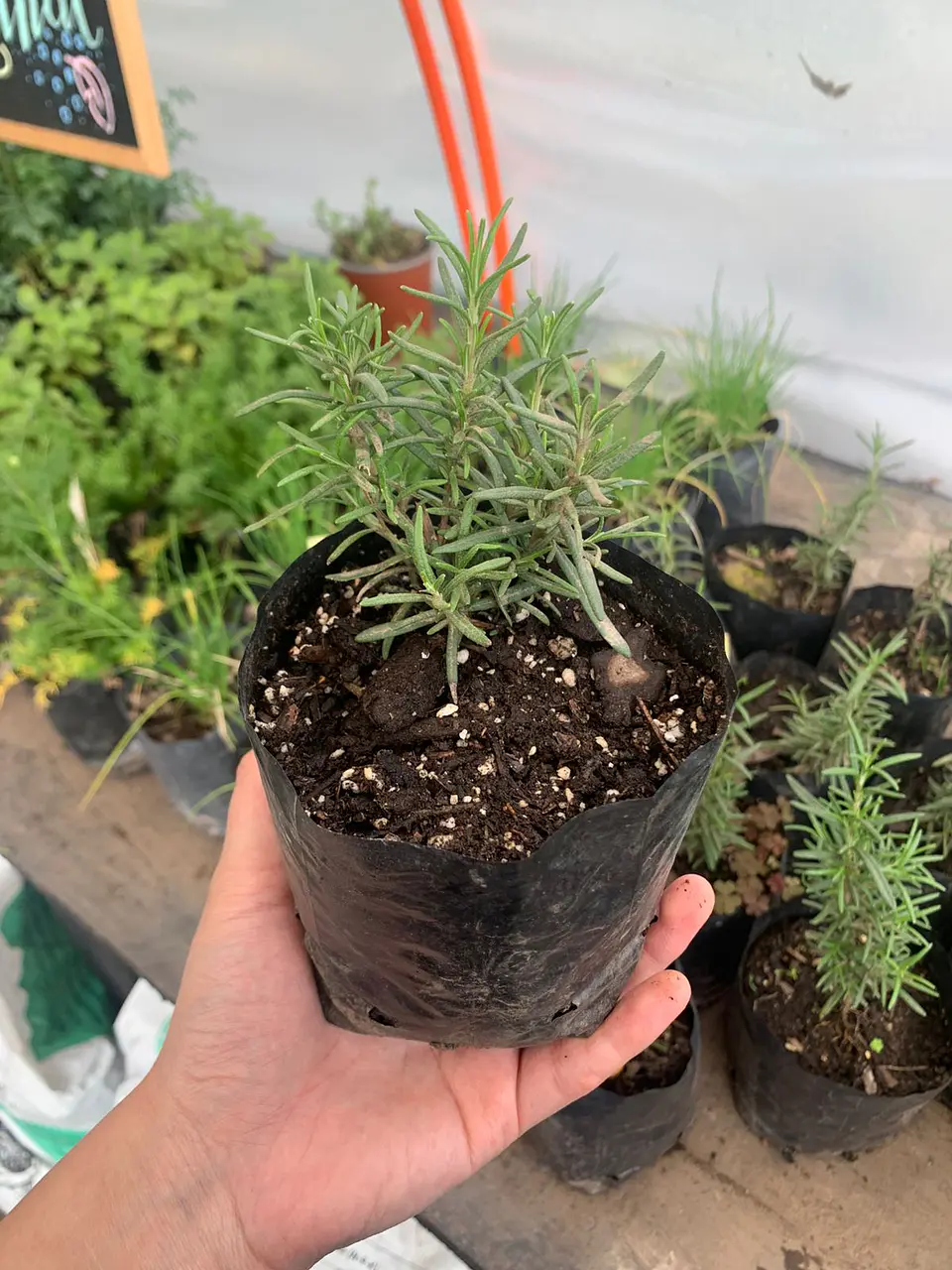 Plantas RV - Romero tamaño S  1