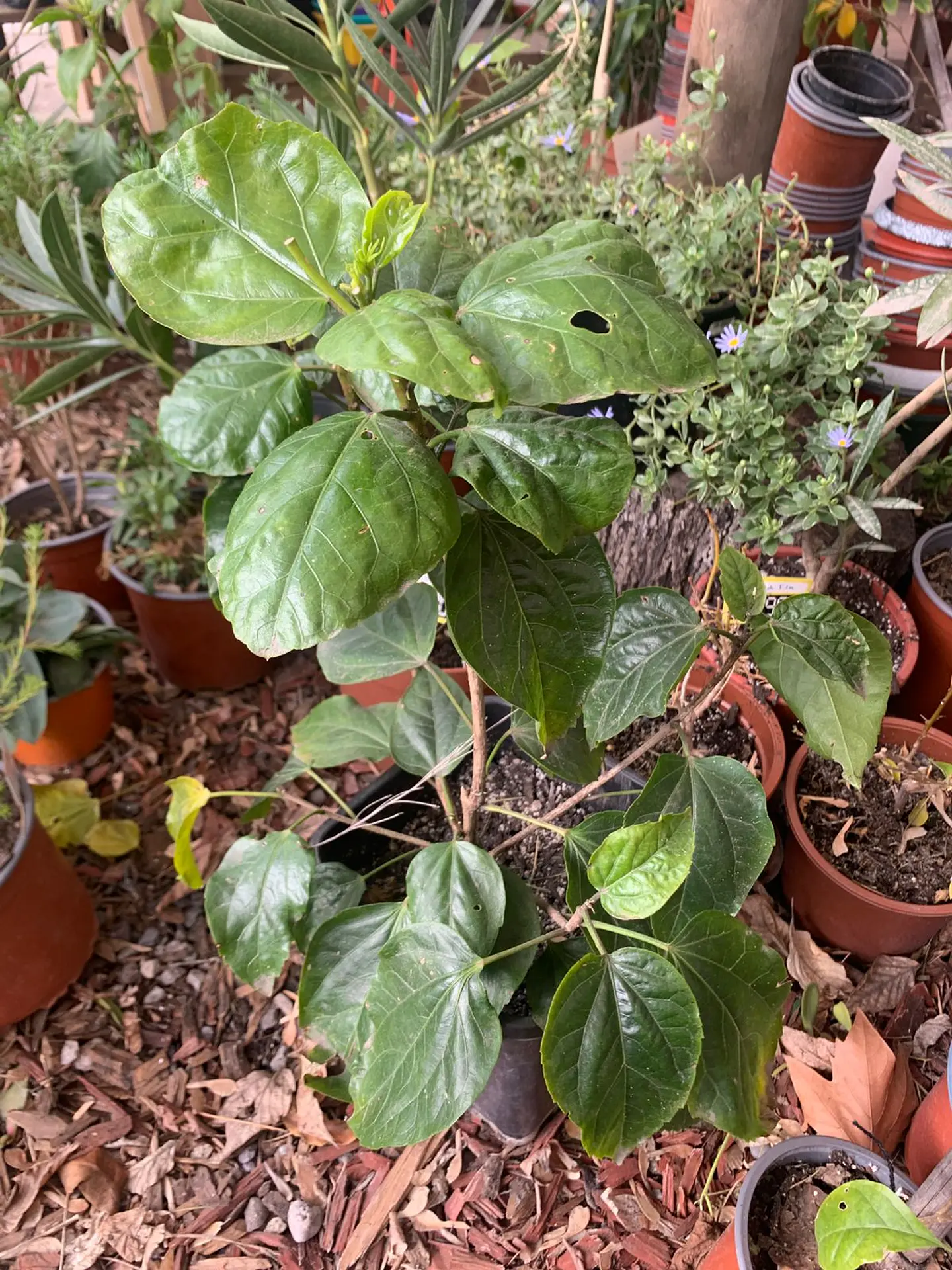 Plantas RV - Hibisco tamaño M 1