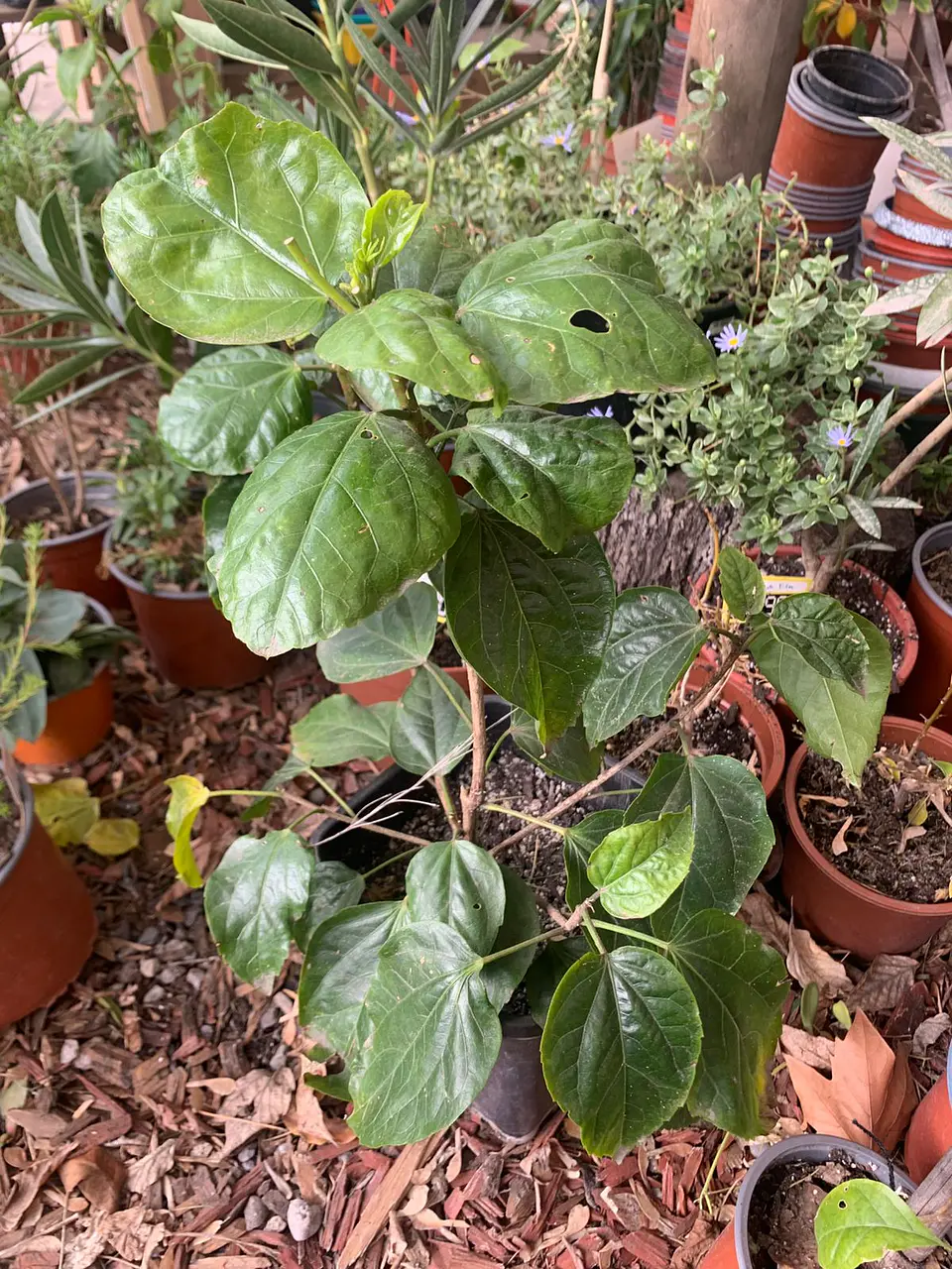Plantas RV - Hibisco tamaño M 1