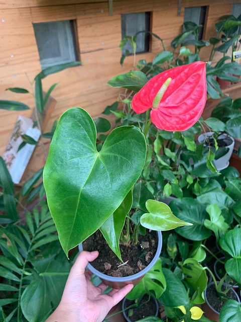 Plantas RV - Anturio tamaño M / Retiro en tienda