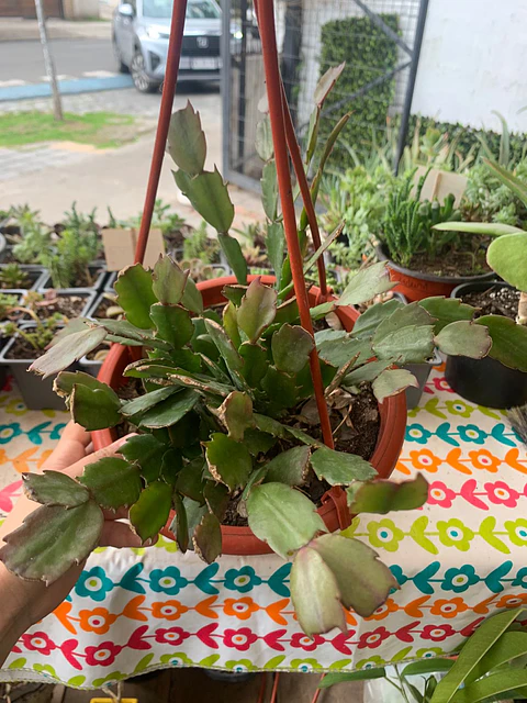 Plantas RV - Pata de Jaiba tamaño M / Retiro en tienda