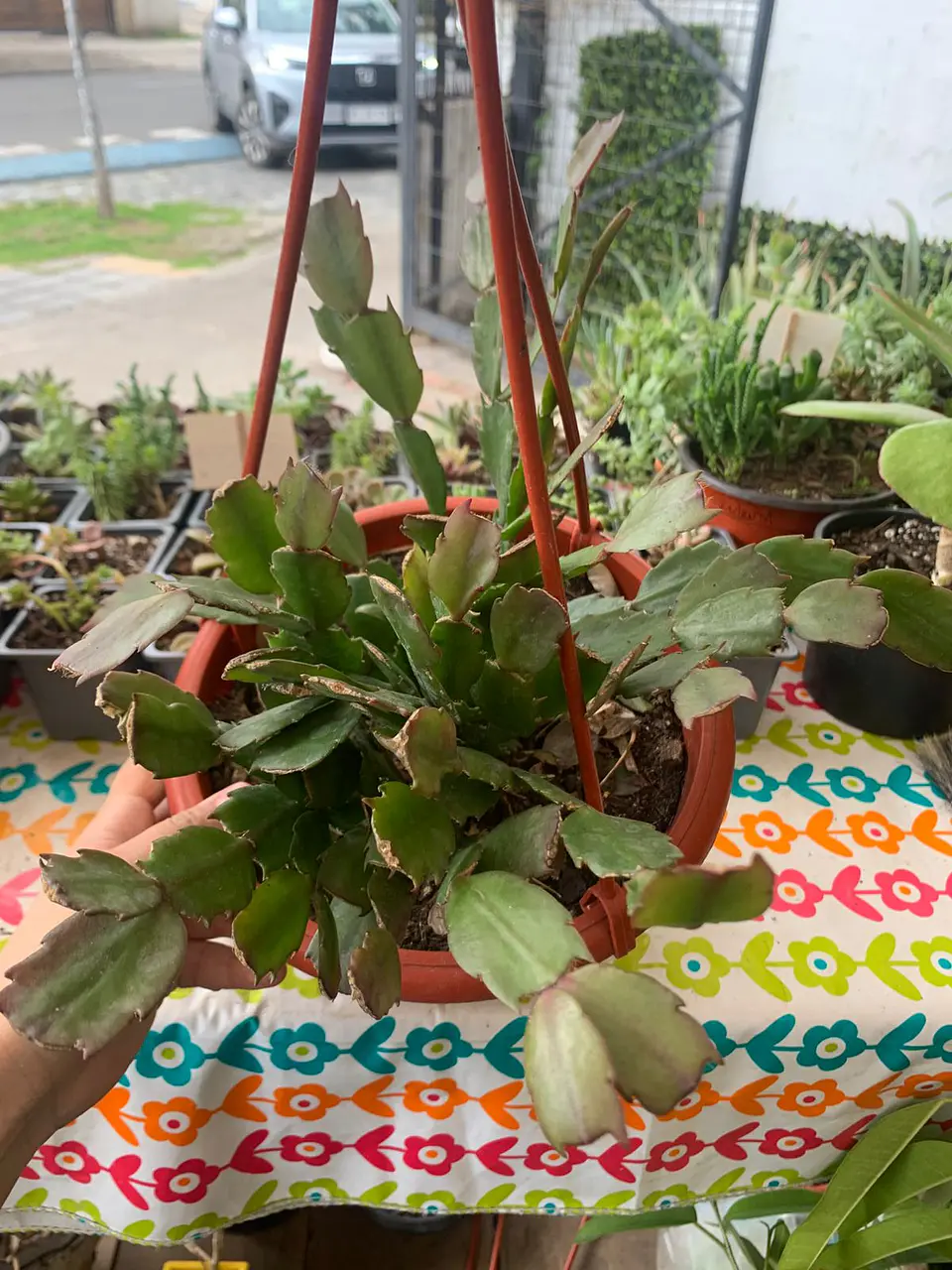Plantas RV - Pata de Jaiba tamaño M  1