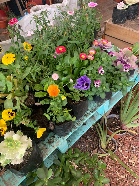 Plantas RV - Flores de Estación tamaño S/ Retiro en tienda 