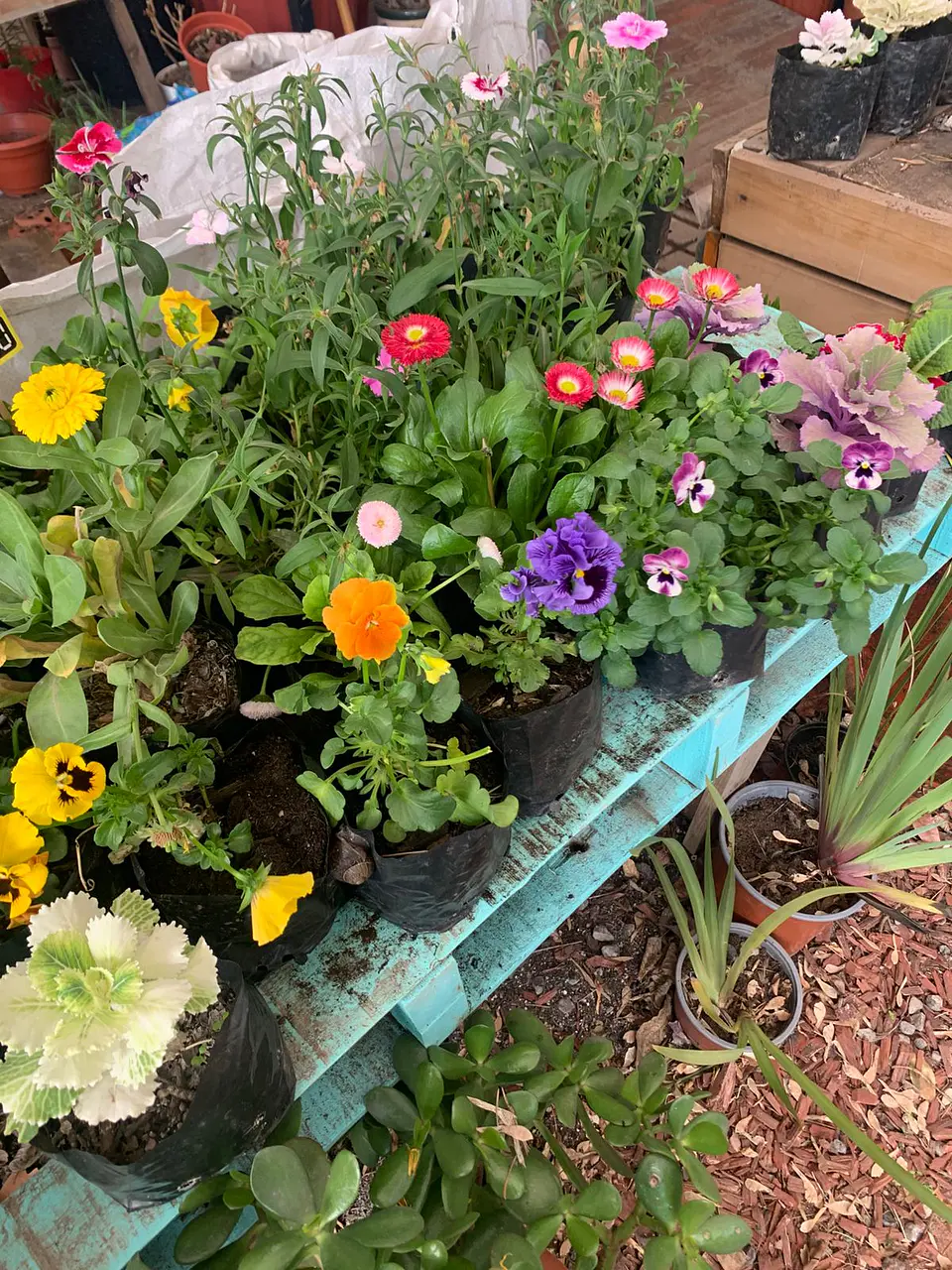 Plantas RV - Flores de Estación tamaño 1
