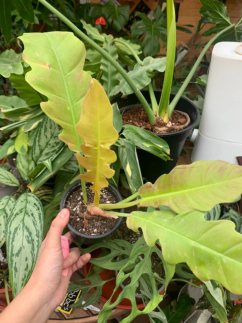 Plantas RV - Filodendro ring of fire tamaño M