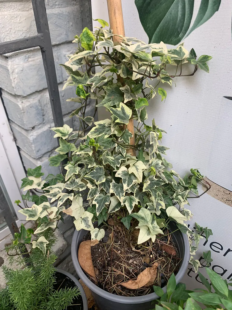 Plantas RV - Hiedra tamaño M  1