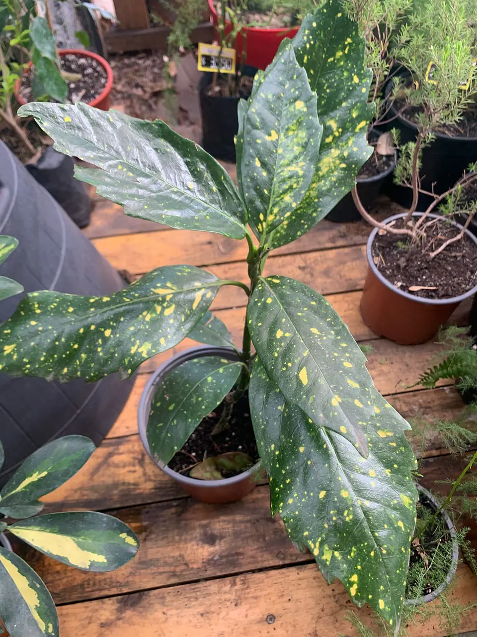Plantas RV - Aucuba tamaño M  1