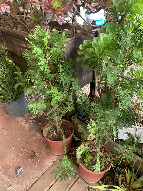 Plantas RV - Pino Thuja tamaño M 