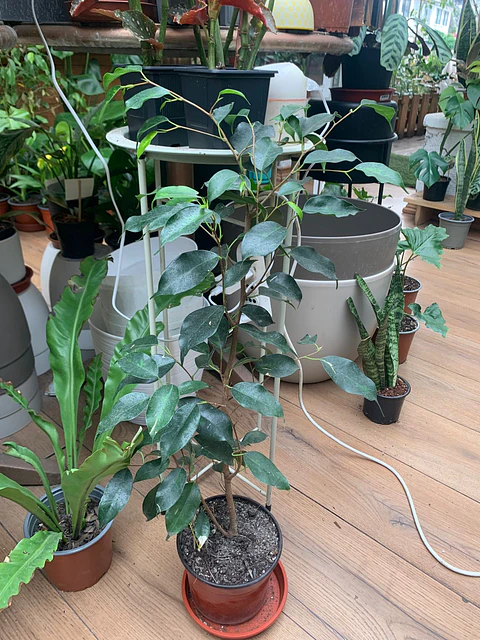Plantas RV - Ficus Benjamina tamaño M 