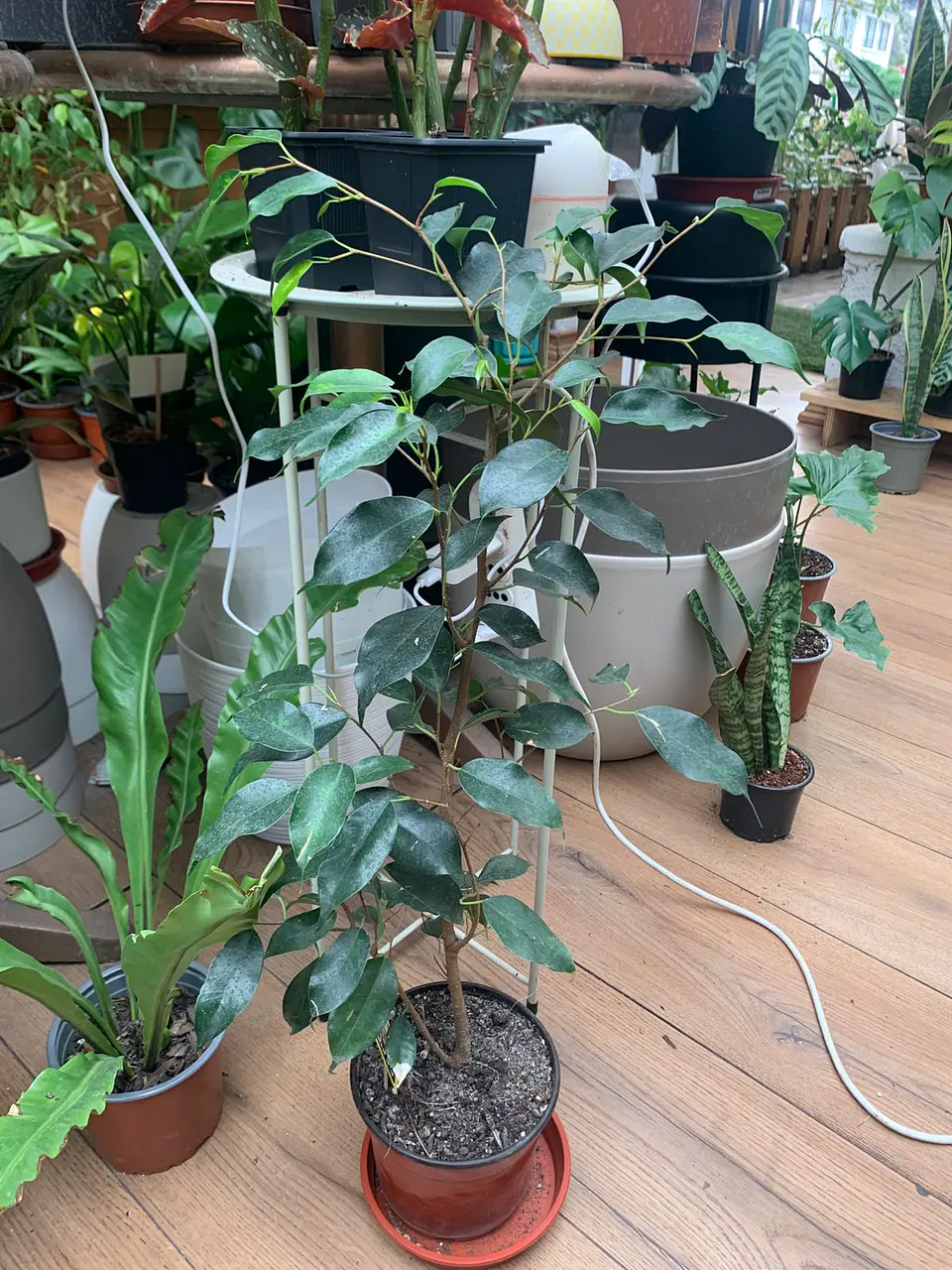 Plantas RV - Ficus Benjamina tamaño M  1
