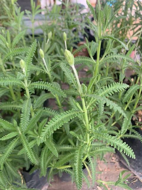 Plantas RV - Lavanda Francesa tamaño M / Retiro en tienda