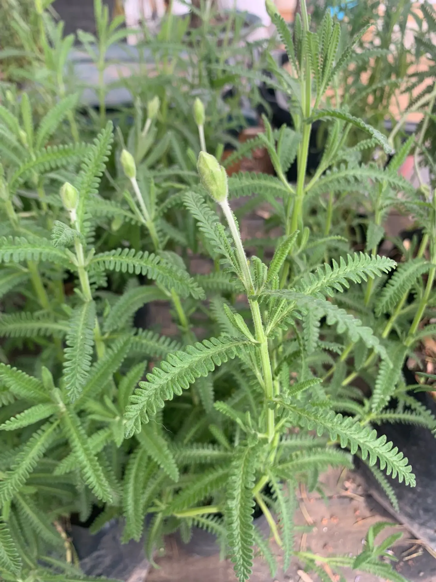 Plantas RV - Lavanda Francesa tamaño M  1
