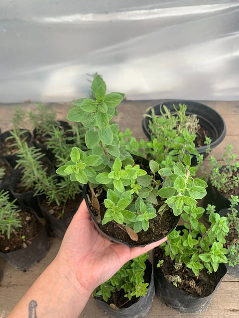 Plantas RV - Orégano tamaño S / (sin maceta)