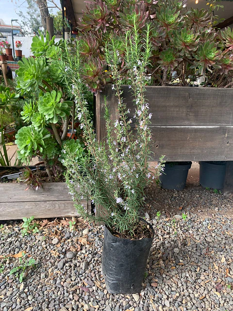 Plantas RV - Romero tamaño L 