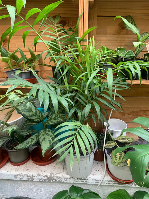 Plantas RV - Chamaedorea tamaño L / Retiro en tienda