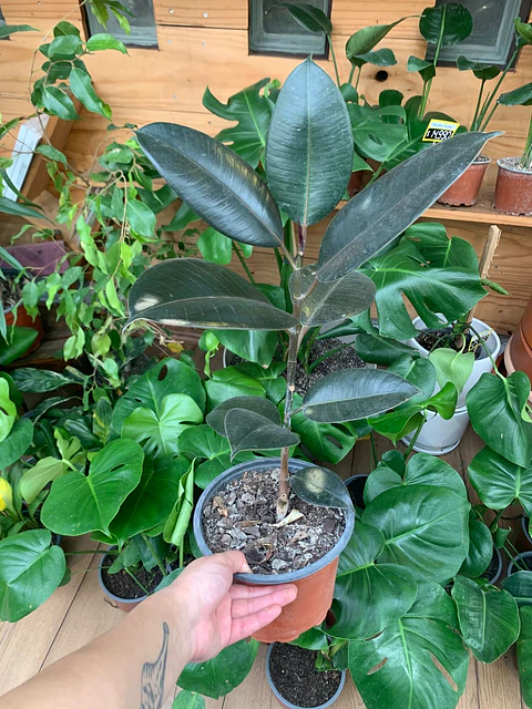 Plantas RV - Gomero Burgundy  tamaño M / Retiro solo en tienda 
