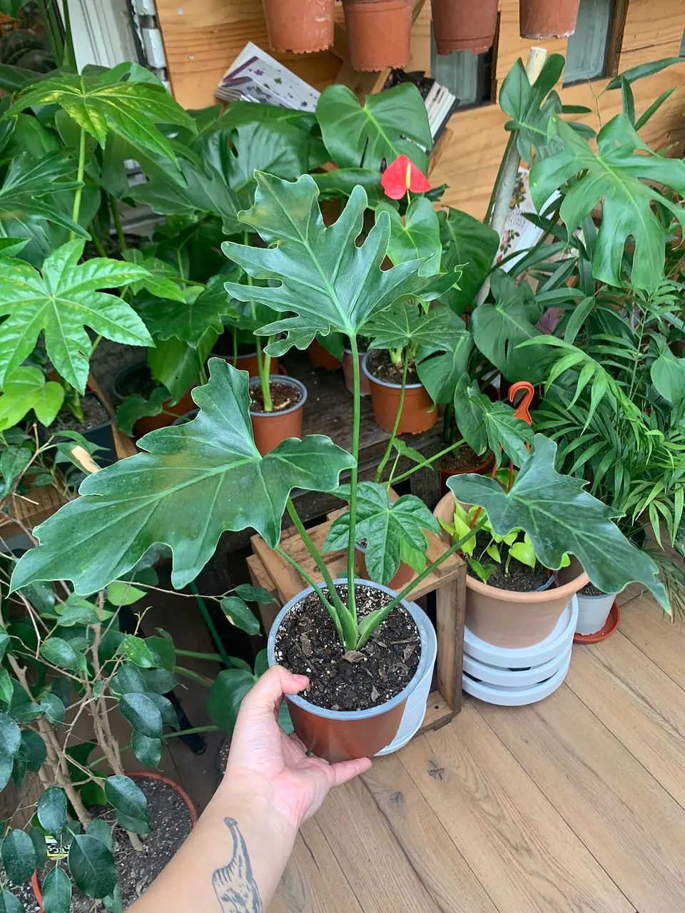 Plantas RV - Paraguayo tamaño M  1