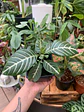 Plantas RV - Afelandra  - Miniatura 1