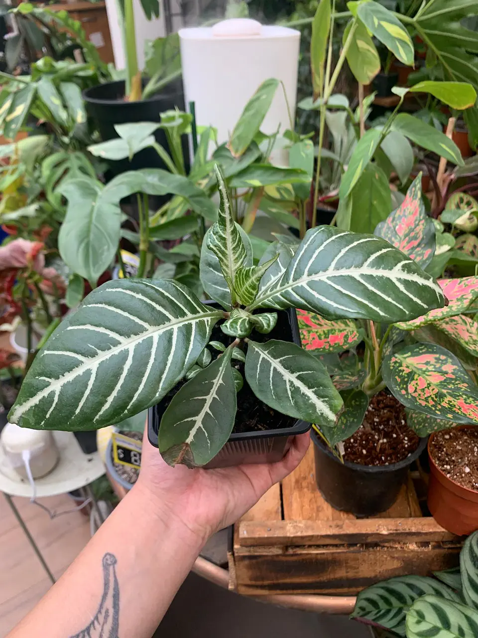 Plantas RV - Afelandra  1