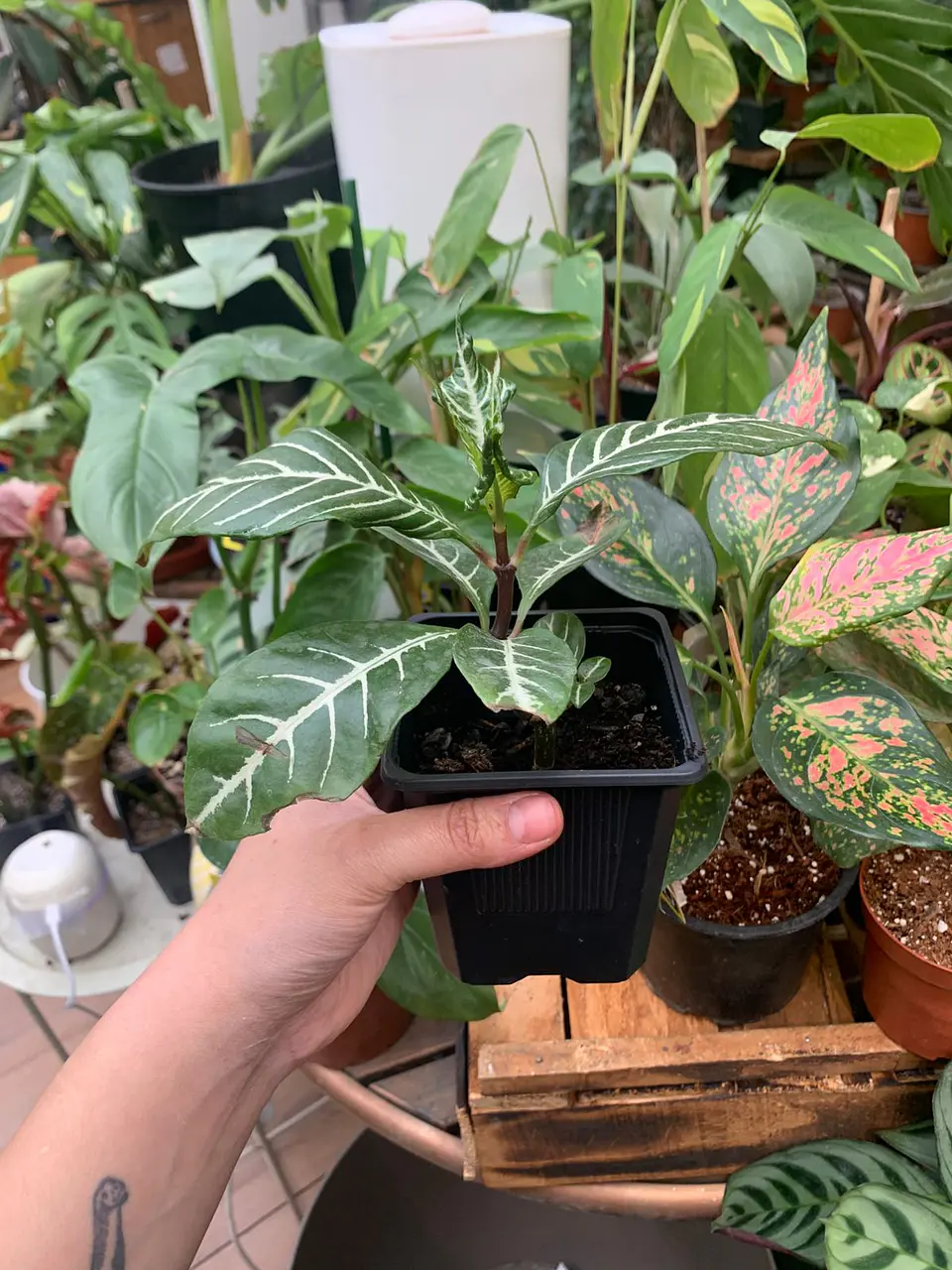 Plantas RV - Afelandra  2