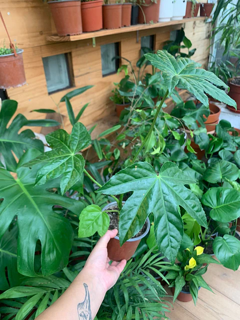 Plantas RV - Aralia tamaño S 