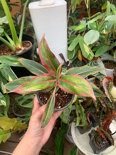Plantas RV - Aglaonema Siamaurora tamaño M 