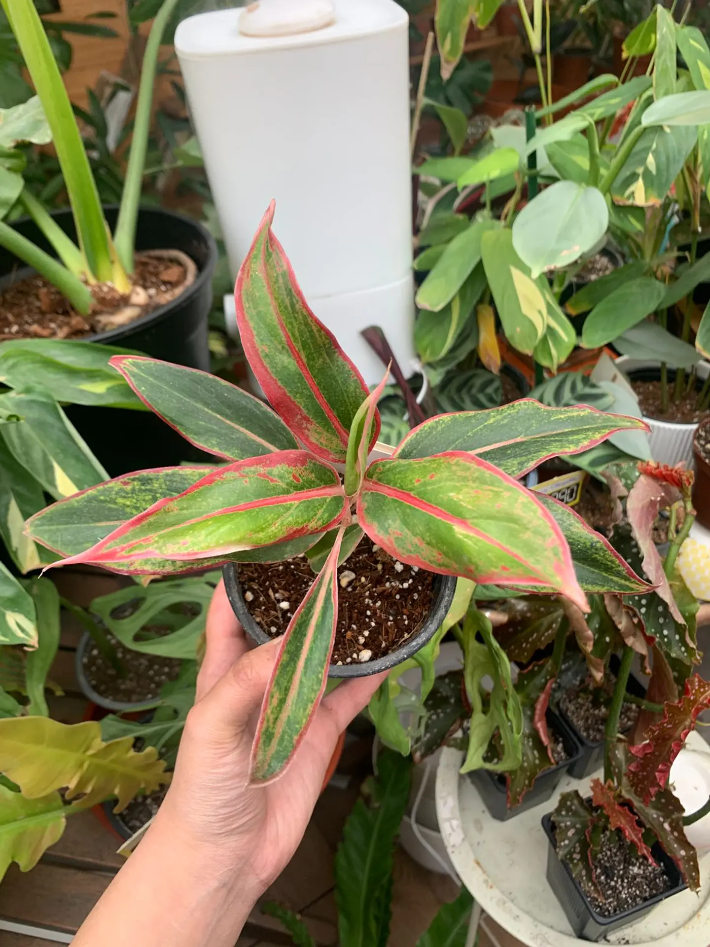 Plantas RV - Aglaonema Siamaurora tamaño M  1