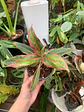 Plantas RV - Aglaonema Siamaurora tamaño M  - Miniatura 1