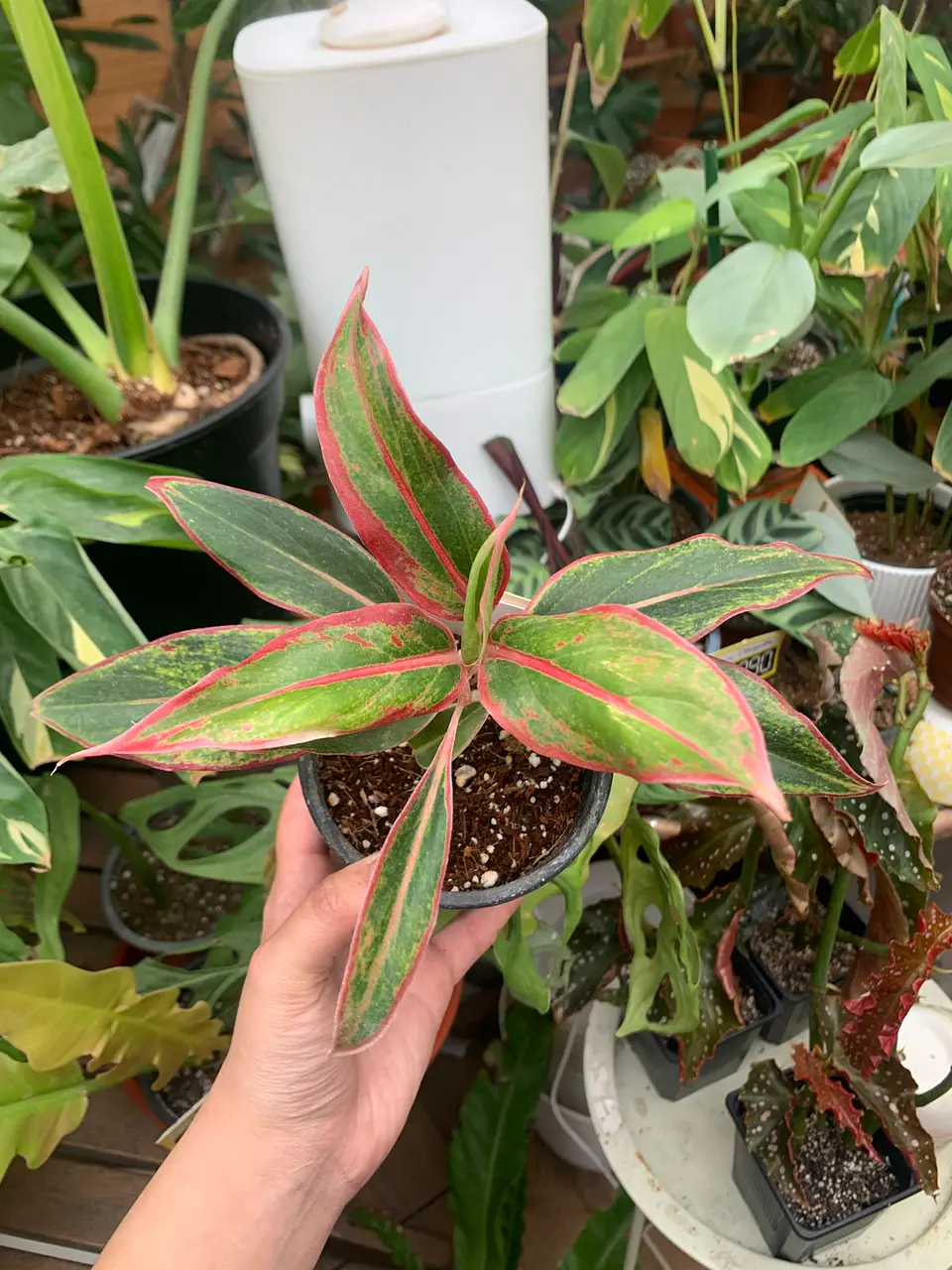 Plantas RV - Aglaonema Siamaurora tamaño M  1
