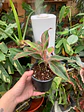 Plantas RV - Aglaonema Siamaurora tamaño M  - Miniatura 2