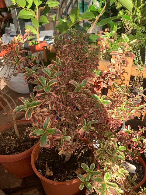 Plantas RV - Coprosma Tequila tamaño L