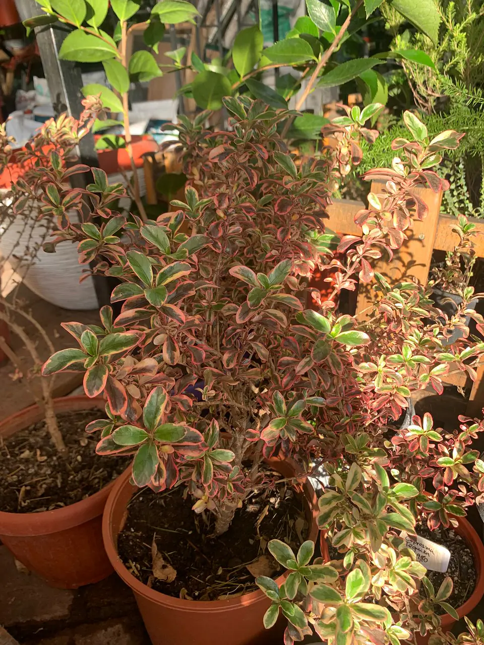 Plantas RV - Coprosma Tequila tamaño L 1