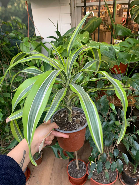 Plantas RV - Dracena Warnekii Lemon tamaño M 